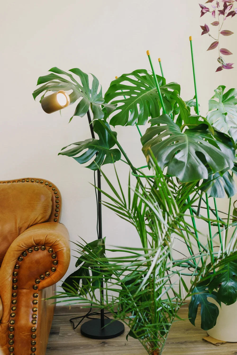 Green indoor plants beside a leather armchair in a sunlit home